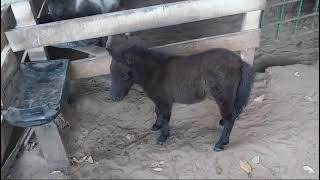 pônei Gigante 🐴❤️ minihorse poneis poney [upl. by Adian]