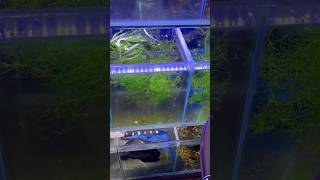 Planted tank setup k liye plant liye plants plant plantedtank plantedaquarium guppy petsmoon [upl. by Lrac197]