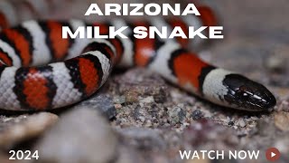 Finding an Arizona Milk Snake Herping Northern Arizona [upl. by Amsirahc944]