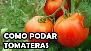 Poda del tomate muy fácil  La Huerta de Ivan [upl. by Mulligan7]