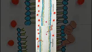 Simple diffusion across the plasma membrane [upl. by Etat]