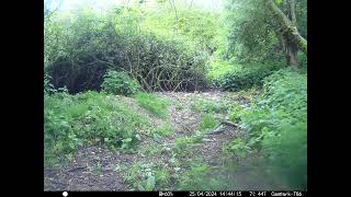 Muntjac Deer runs past Camera in Cambs UK 25 April 2024 344pm Trail Camera [upl. by Molini20]