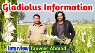 Gladiolus Information Gladiolus Farming Interview Tanveer Ahmad Bohat Mandi Bahauddin Pakistan [upl. by Ardnoid]