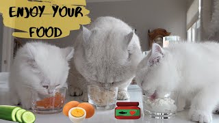 What Do Cats Eat Apollos opinion about different snacks [upl. by Ilak118]