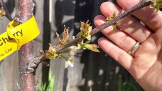 Semi dwarfs Bing cherry fruit tree blooming 2023 [upl. by Venice]