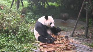 Adult panda eating bamboo [upl. by Agon]