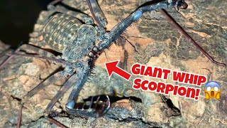 What is a Tailless Whip Scorpion [upl. by Engvall]