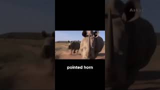 Rhinoceros vs Lion  The Tank of the Animal Kingdom SHORTS rhinoceros animal viral viralvideo [upl. by Raffaello]