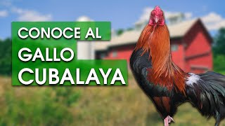 Gallo Cubalaya 🐔 Características temperamento  historia y más [upl. by Hong]