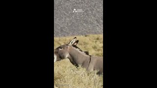 Burros Being Burros [upl. by Callas680]