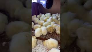 Amazing Baby Chicken Hatching at Eggs Incubator [upl. by Aikemit524]