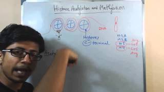 Histone acetylation and methylation [upl. by Tarrsus]