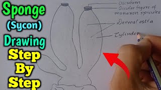 How to draw Sycon  Sponge Drawing  Well Labelled Diagram of Sycon  Sycon Drawing  Sponge [upl. by Corette]