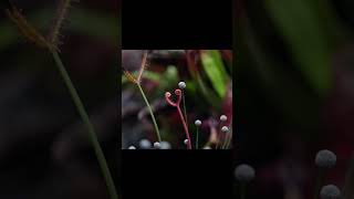 Carnivorous Bog Simulator Day 99 食虫沼泽模拟器 terrarium carnivorousplants paludarium [upl. by Nohsid]