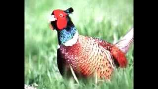 THE PHEASANT bird song  AV [upl. by Albrecht980]