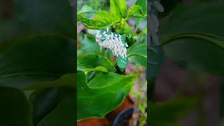 Found this crazy tomato hornworm in my garden [upl. by Magulac]