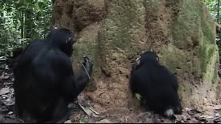 Goualougo Chimpanzee Uses Multiple Tools at a Termite Mound [upl. by Ergener86]