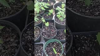 Native Eastern Redbud Tree Seedlings NICE [upl. by Notsua]