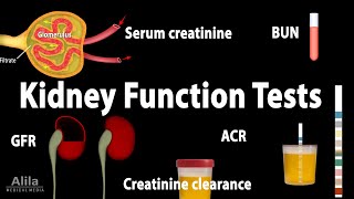 Kidney Function Tests Animation [upl. by Bohlen]