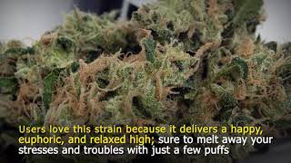 What Marijuana Strains Will Make You Giggle Your Butt Off [upl. by Maisey771]