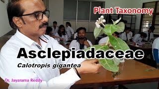 Asclepiadaceae Calotropis gigantea Taxonomy  Dr Jayarama Reddy St Josephs University Join [upl. by Libbna]