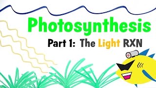 Aquarium Photosynthesis Pt 1 The Light Reaction [upl. by Icram]