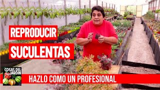 Como reproducir suculentas  Así lo hacen los profesionales [upl. by Aremaj]