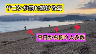 平日から釣り人多数。サゴシが釣れ続けている海岸でショアジギングをする【福井県敦賀】 [upl. by Osnofedli669]