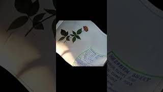 Herbarium sheet rose herbarium Rosa indica  short video [upl. by Andryc]