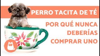 ¿Qué es un perro tacita de té [upl. by Aicek]