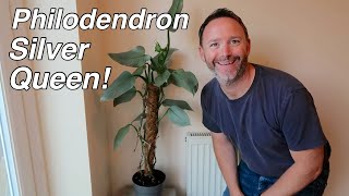 Philodendron Silver Queen Species Guide and Repot  Hastatum Silver Sword [upl. by Hsetim]