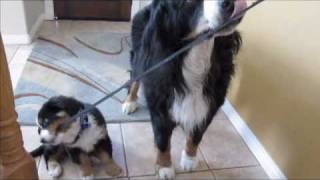 Bernese Mountain dog walking puppy [upl. by Selig273]