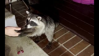 Baby Raccoons Love To Be Hand Fed With Grapes [upl. by Anders]