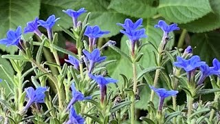 Lithodora Grace Ward 🪻🪻🪻 Potted Lithodora [upl. by Auhsohey240]