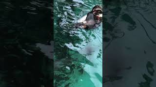 penguin swimming time shorts penguin kyotocityzo animals trending viralvideo [upl. by Gorrono]