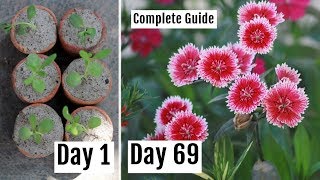 How to Grow Dianthus Plant in Pots  Care Tips amp Complete Guide [upl. by Nyrret]