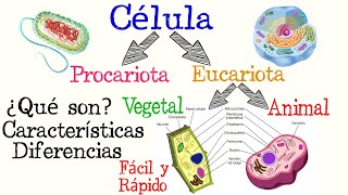 🌐Células Procariotas y Eucariotas🌿🐱  Fácil y Rápido  BIOLOGÍA [upl. by Akiaki807]