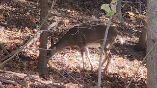 white tailed deer 🦌 [upl. by Erhart]