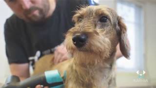 How to groom a wirehaired dog with Karhia Pro [upl. by Currier]