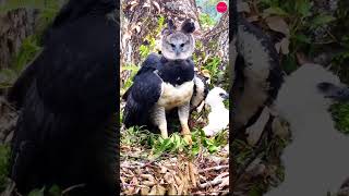 Unique Harpy Eagle  The Powerful Predator of the Rainforest trending birdsnaturewildlifetravel [upl. by Akined342]