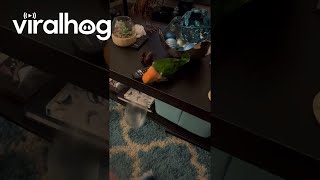 Parrot Repeatedly Pushes Wine Glass Off Table  ViralHog [upl. by Neelak]