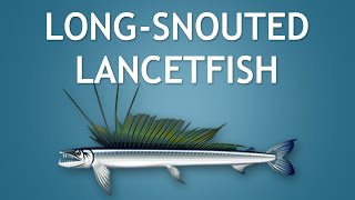 Elltharis  LONGSNOUTED LANCETFISH 5★ [upl. by Claudetta]