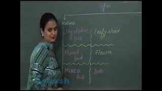 Stem And Leaf  Structural Morphology of Flowering plants  CBSE Class 11 Biology Lecture 04 [upl. by Sheela362]