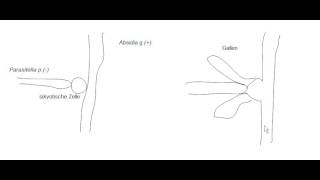 Crashkurs Mikrobiologie  Exkurs 2 zu Zygomycota Parasitella parasitica Infektion [upl. by Lyrad105]