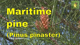 Pine tree identification Pinus pinaster maritime pine or cluster pine How to identify pine trees [upl. by Merrell258]