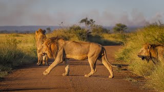 A Lion Coalition of 4 Males and Their Lion Cubs  Kruger National Park [upl. by Tdnarb]