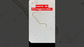 strongyloides stercolaris bajo el microscopio microbiologia microscope biology microscopio [upl. by Brinna]