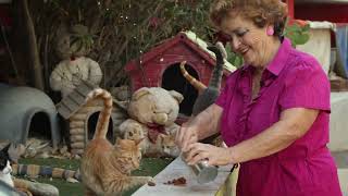 CATS OF MALTA Trailer – 2023 AFI European Union Film Showcase [upl. by Stock]