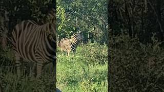 Zebra seen in the African subcontinent shorts wildlife [upl. by Harol]