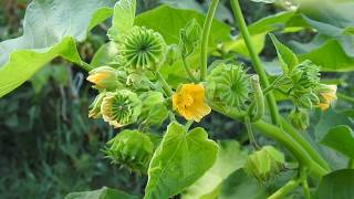 Abutilon theophrasti velvetleaf velvetweed Chinese jute [upl. by Anined]